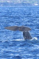 Azoren - Faial, Walbeobachtung