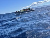 Azoren - Faial, Walbeobachtung