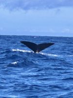 Azoren - Faial, Walbeobachtung