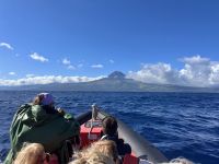 Azoren - Faial, Walbeobachtung