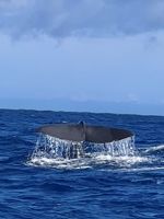 Azoren - Faial, Walbeobachtung