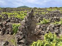 Azoren - Pico Island