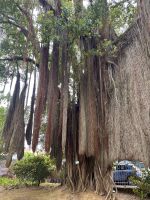 Azoren - Sao Miguel, Botanischer Garten