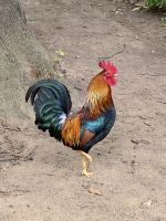 Azoren - Sao Miguel, Botanischer Garten