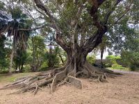 Azoren - Sao Miguel, Botanischer Garten