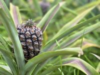 Azoren - Sao Miguel, Ananasplantage