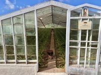 Azoren - Sao Miguel, Ananasplantage