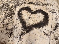 Azoren - Sao Miguel, Teeplantage