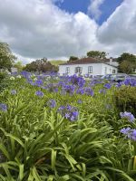 Azoren - Sao Miguel, Teeplantage