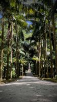 Parque Terra Nostra, São Miguel Island, Povoação, Azores, Portugal