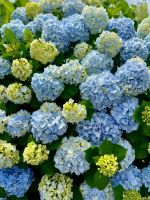 São Miguel Island, Ponta Delgada, Azores, Portugal