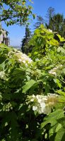 Sintra,  Regaleira, eichenblättrige Hortensie &ndash; &copy; Ria Heilmann (Eberhardt TRAVEL)