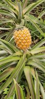 Prachtexemplar in der Ananasplantage &ndash; &copy; Ria Heilmann (Eberhardt TRAVEL)