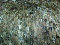 In der Höhle Algar do Varvao