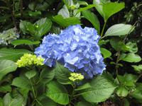 Hortensie im Terra-Nostra-Park