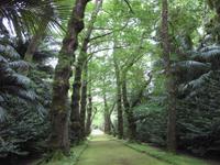 Furnas - Im Terra-Nostra-Park