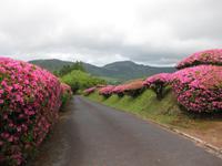 Azaleen säumen die Straßen