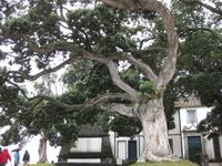 Neuseeländischer Weihnachtsbaum in Ribeira Grande