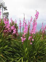 Watsonia am Aussichtspunkt Vista do Rei