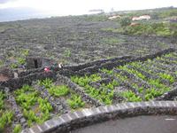 Weinanbaugebiet auf Pico - Welterbe der UNESCO