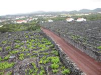 Weinanbaugebiet auf Pico - Welterbe der UNESCO