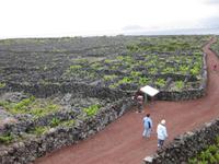 Weinanbaugebiet auf Pico - Welterbe der UNESCO