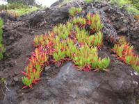 Wanderung auf Faial - Mittagsblumen am Wegesrand