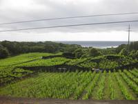 Weinanbau an der Südküste der Insel Pico