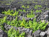 Weinanbaugebiet auf Pico - Welterbe der UNESCO