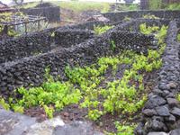 Weinanbau auf der Insel Pico