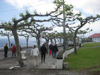 Sao Mateus - Platanenbäume