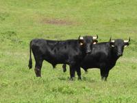 Die schwarzen Stiere von Terceira