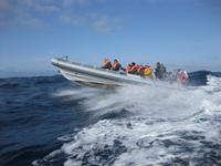 Ein weiteres Boot auf der Suche nach Delfinen und Walen