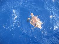 Eine Wasserschildkröte