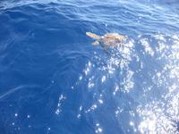 Eine Wasserschildkröte