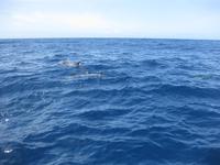 Wir sehen auch Delfine