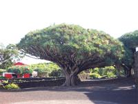 Weinmuseum Madalena - 2. ältester Drachenbaum