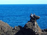 Cachorro - Kleiner Hund