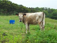 Wanderung durch das Florestal zu Capelinhos