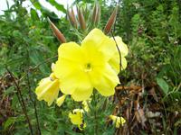Wanderung durch das Florestal zu Capelinhos