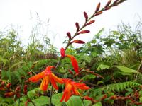 Wanderung durch das Florestal zu Capelinhos