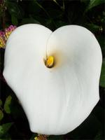 Wanderung durch das Florestal zu Capelinhos