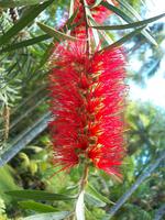 Terra Nostra Park Furnas