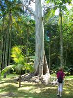 Terra Nostra Park Furnas
