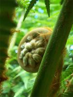 Terra Nostra Park Furnas