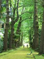 Terra Nostra Park Furnas