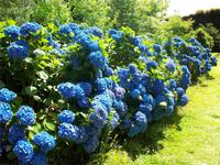 Terra Nostra Park Furnas