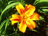 Terra Nostra Park Furnas