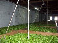 Teeplantage Gorreana