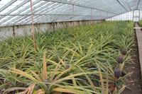 Sao Miguel - Ananasplantage